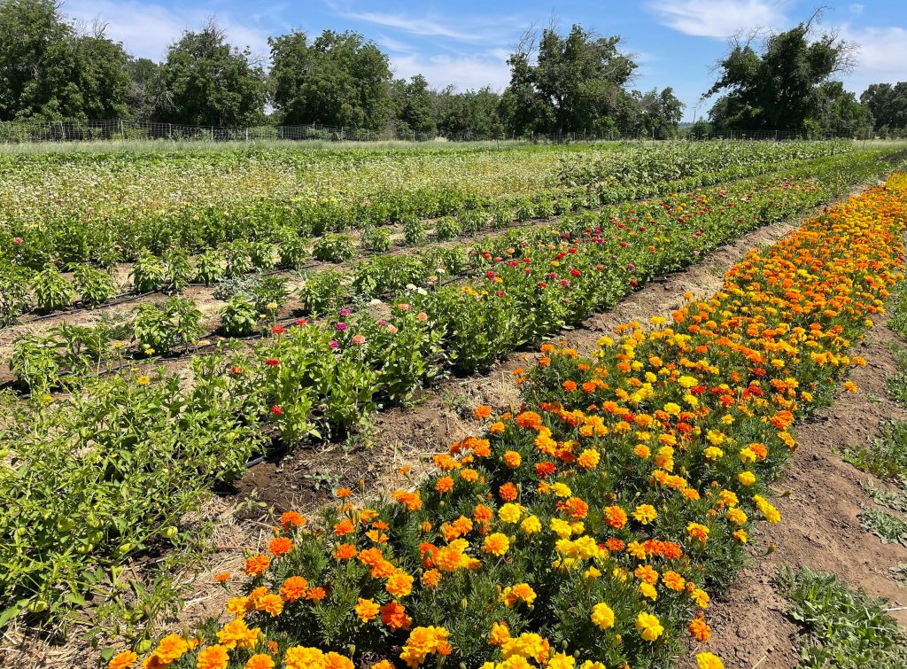 Vol. 1, Issue&nbsp;6