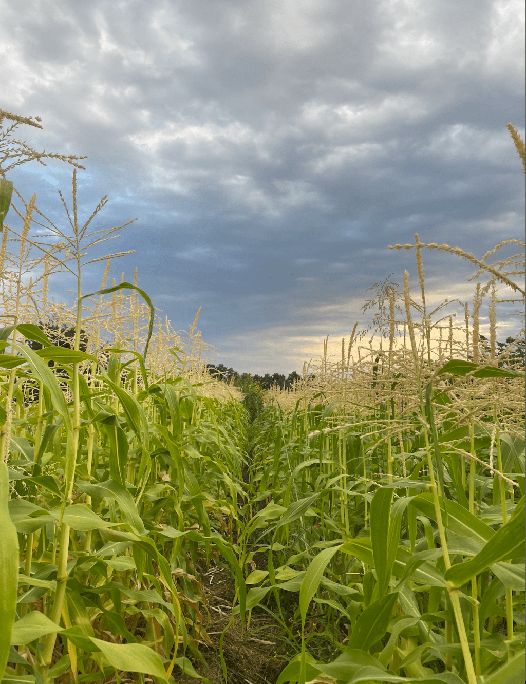 Vol. 1, Issue&nbsp;10