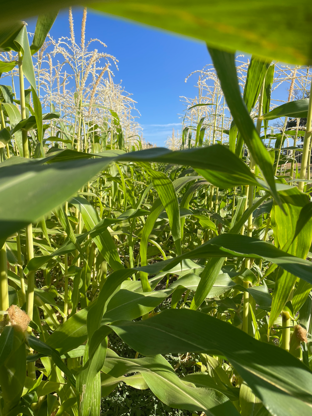 Vol. 1, Issue&nbsp;16